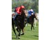  Carrera: P.San Isidro Monta: A.Werle Caballo: Noisy Night